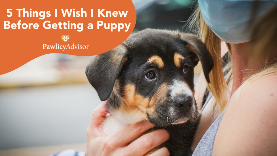 5 things I wish I knew before getting a puppy