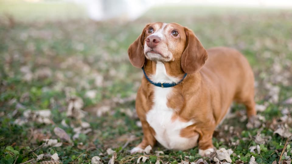 increased pot belly of a dog with cushing disease