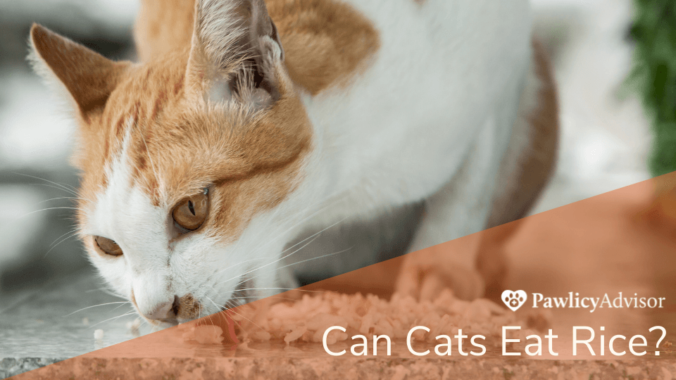 Cat eating rice off counter