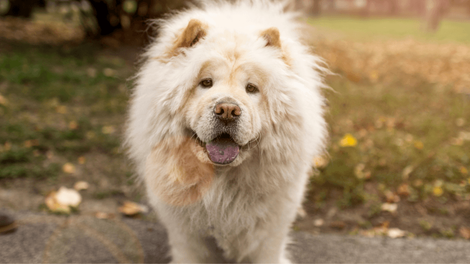 white chow chow