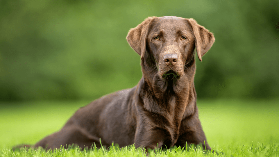 brown labrador retriever