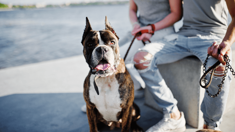 couple holding pit bull on leash