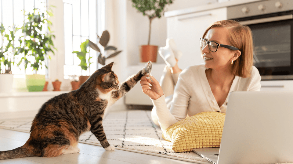woman on laptop playing with cat